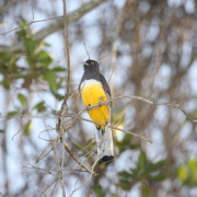Citreoline trogon