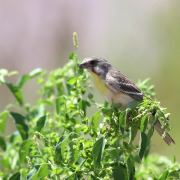 Lemon-breasted Canary