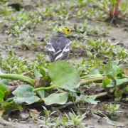 Citrine Wagtail