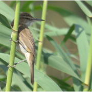 Clamorous reed warbler