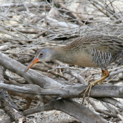 Clapper Rail