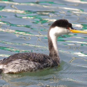 Clark's Grebe