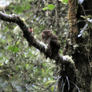 Bare-shanked Screech-Owl
