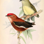 Club-winged Manakin