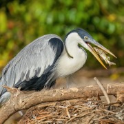 Cocoi Heron