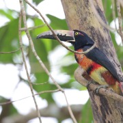 Collared Aracari