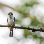 Collared Falconet