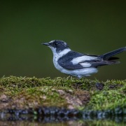 Collared Flycatcher