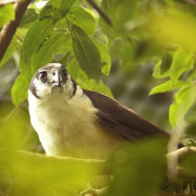 Collared Forest Falcon