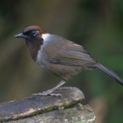 Collared Laughingthrush