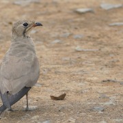 Collared Pratincole