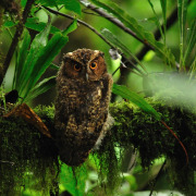 Collared Scops Owl