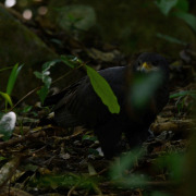 Common Black-Hawk