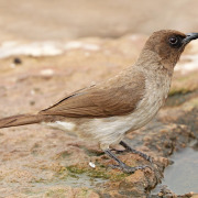 Common Bulbul