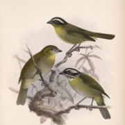Common Chlorospingus