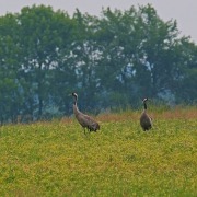 Common Crane