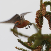 Common Crossbill