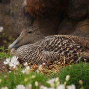 Common Eider