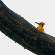 Common Flameback