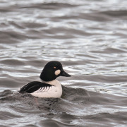 Common Goldeneye