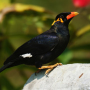 Common Hill Myna