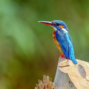 Common Kingfisher