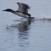 Common Loon