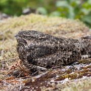 Common Nighthawk