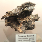 Common Poorwill