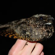 Common Poorwill