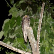 Common Potoo