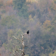 Common Raven