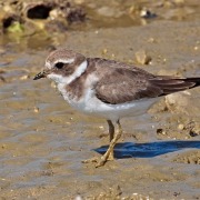 Common Ringed Plover