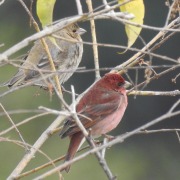 Common Rosefinch