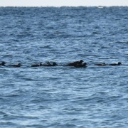 Common Scoter