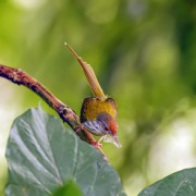 Common Tailorbird