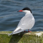 Common Tern