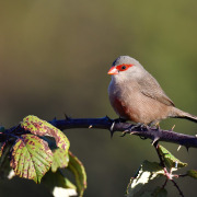 Common Waxbill