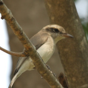 Common Woodshrike
