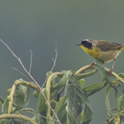 Common Yellowthroat