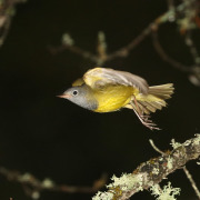 Connecticut Warbler