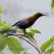 Copper Sunbird