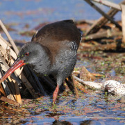 African Rail