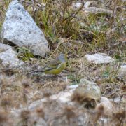 Corsican Finch