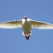 Coscoroba Swan