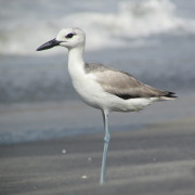 Crab Plover