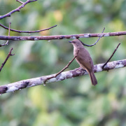 Cream-vented Bulbul