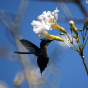 Antillean Crested Hummingbird