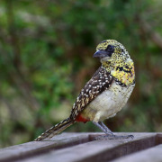 Crested Barbet