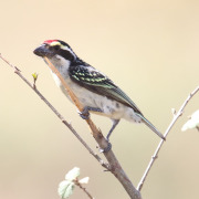 Crested Barbet